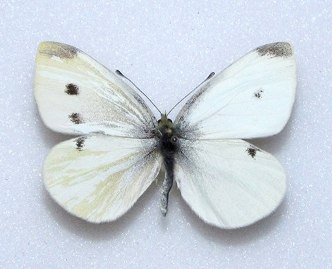 Pieris rapae gynandromorph (Alex Bic) (Internet Image property of respective owner, non-commercial use only)